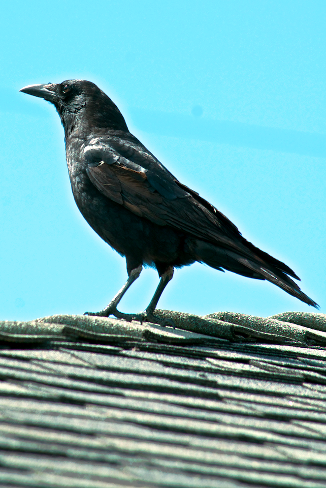 berkeleyrebelcrow.jpg