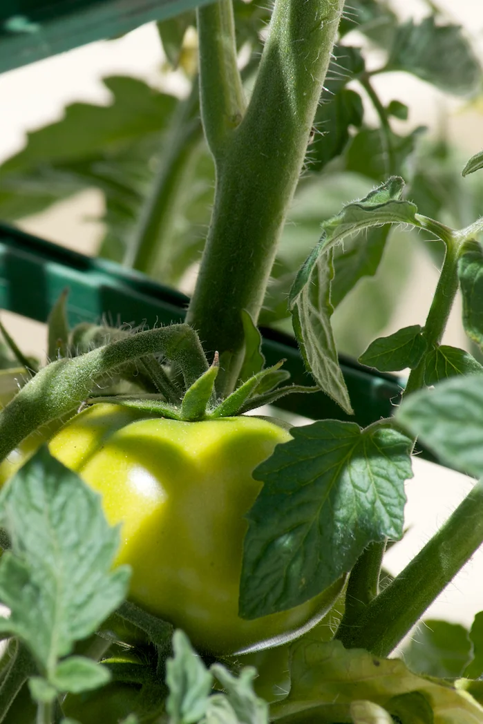 rebel_tomate.jpg