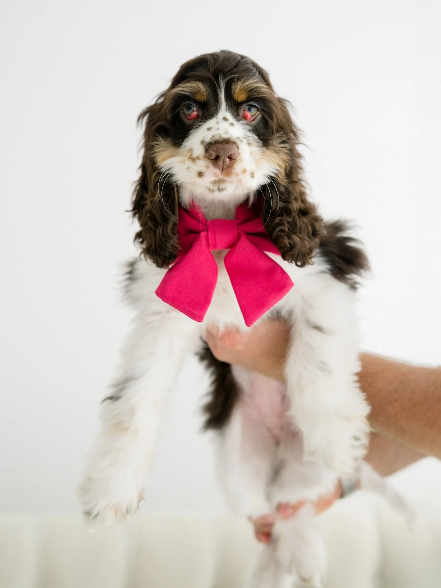 Yesterday was the first weekend of pet portraits, and here a few! Holding these for one more weekend!!! SIGN UP and grab a spot for this coming Saturday. All proceeds go directly to support the fundraising efforts of Bowie and I, on behalf of @caapet