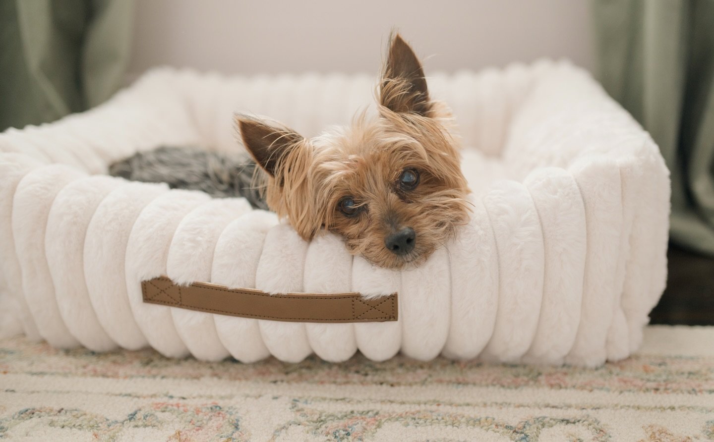 Which one is the baby?! 🐾❤️ Sweet in home newborn session! Baton Rouge baby photographer, Baton Rouge newborn photographer.
