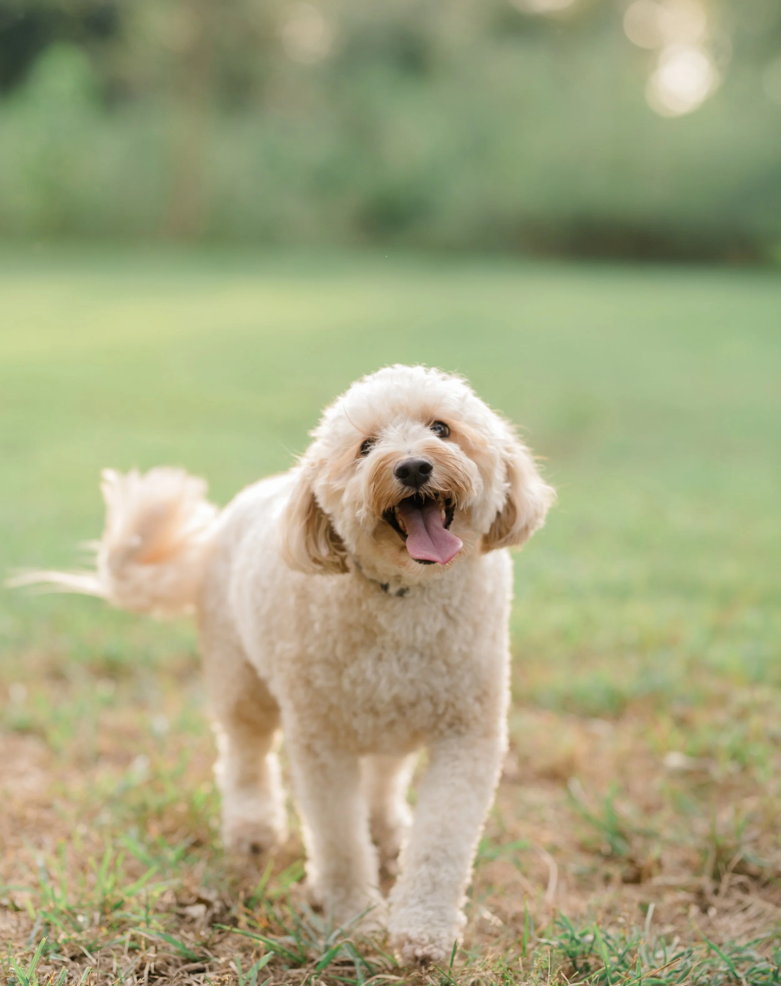 Otis may appear more than my own doodle here lately, but I love it!! Cute family shoot 🤗 Baton Rouge Family photographer.