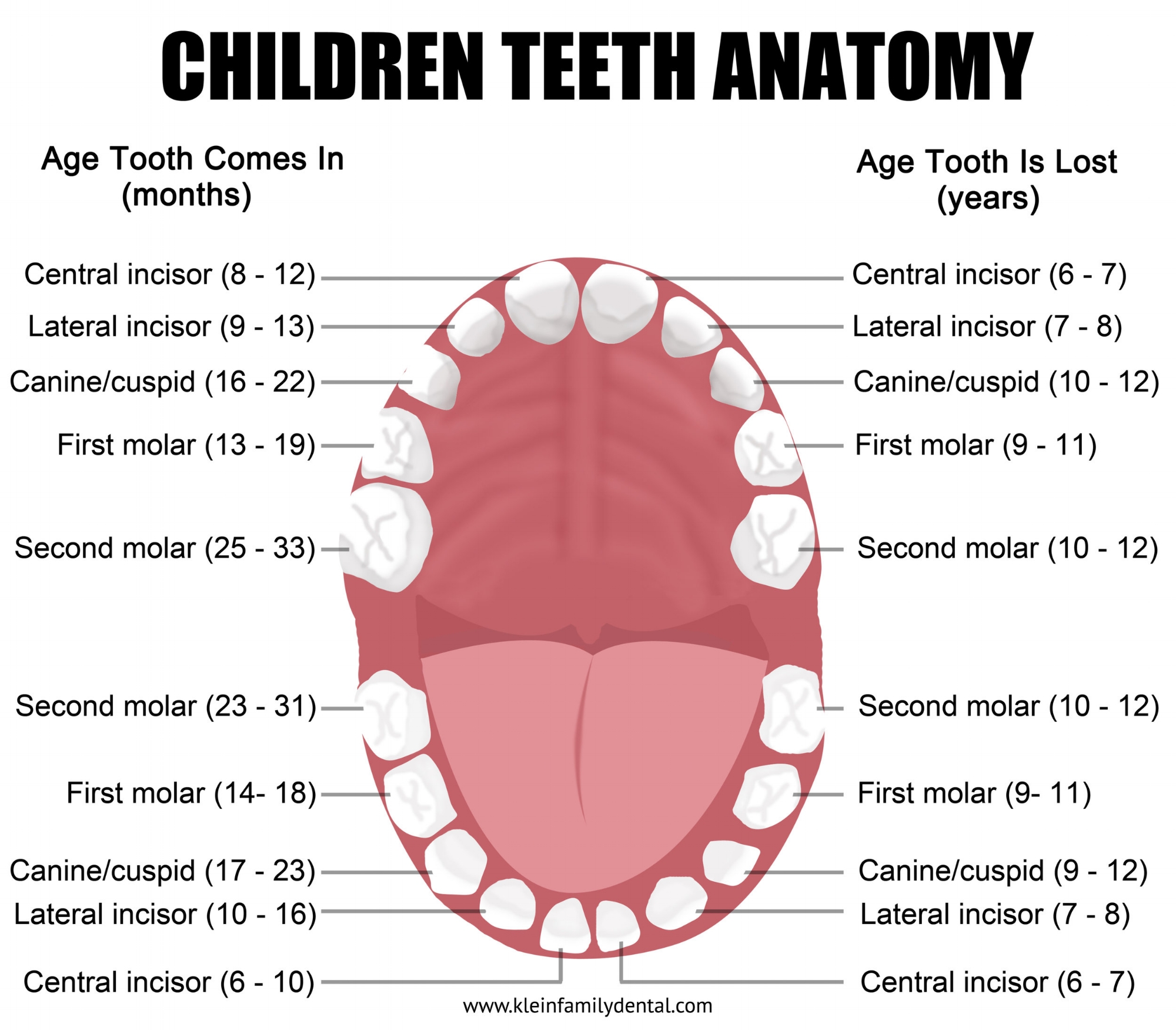 Printable Chart Of Teeth Numbers