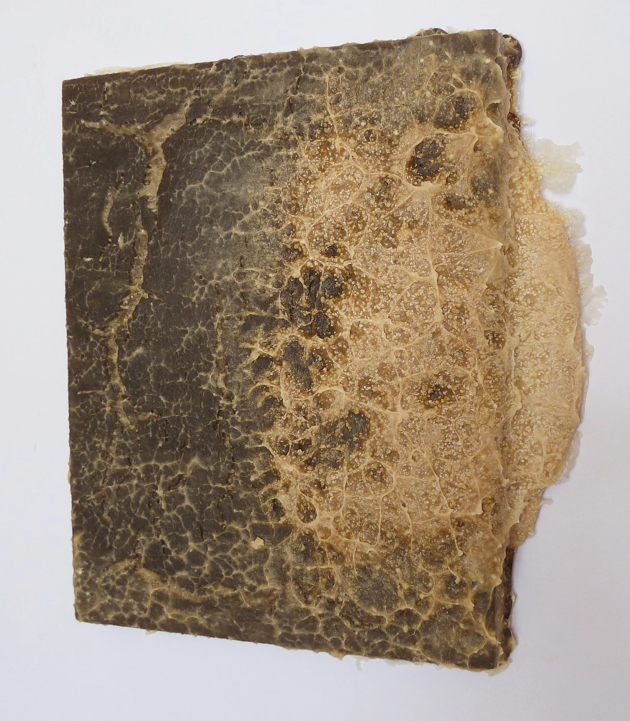 elderberry 2012 mixed media on plexiglass 14 X 11 X 1 inches
