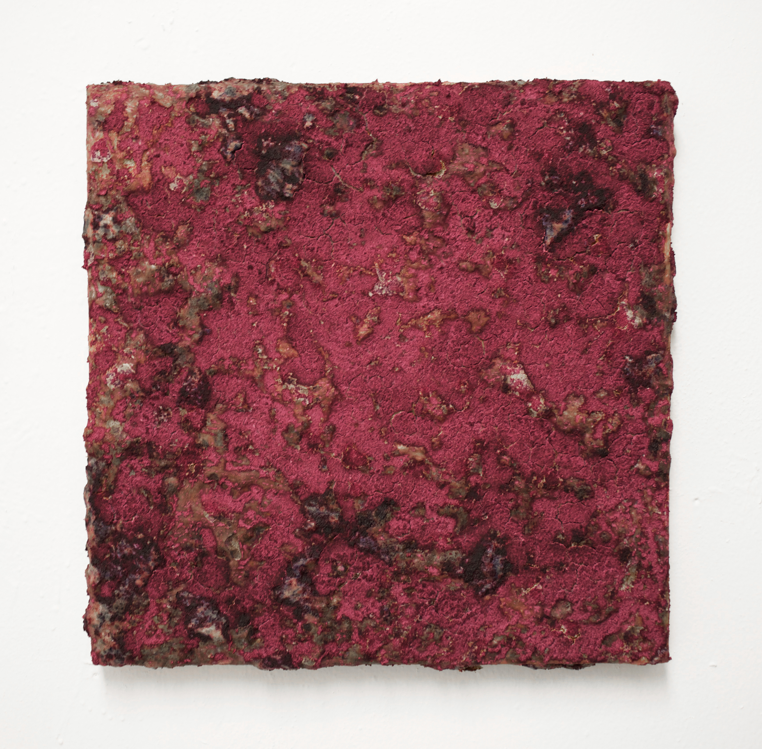 hibiscus1 2014 hibiscus, starch, sugar, acrylic on wood 18 x 18 x 2 inches