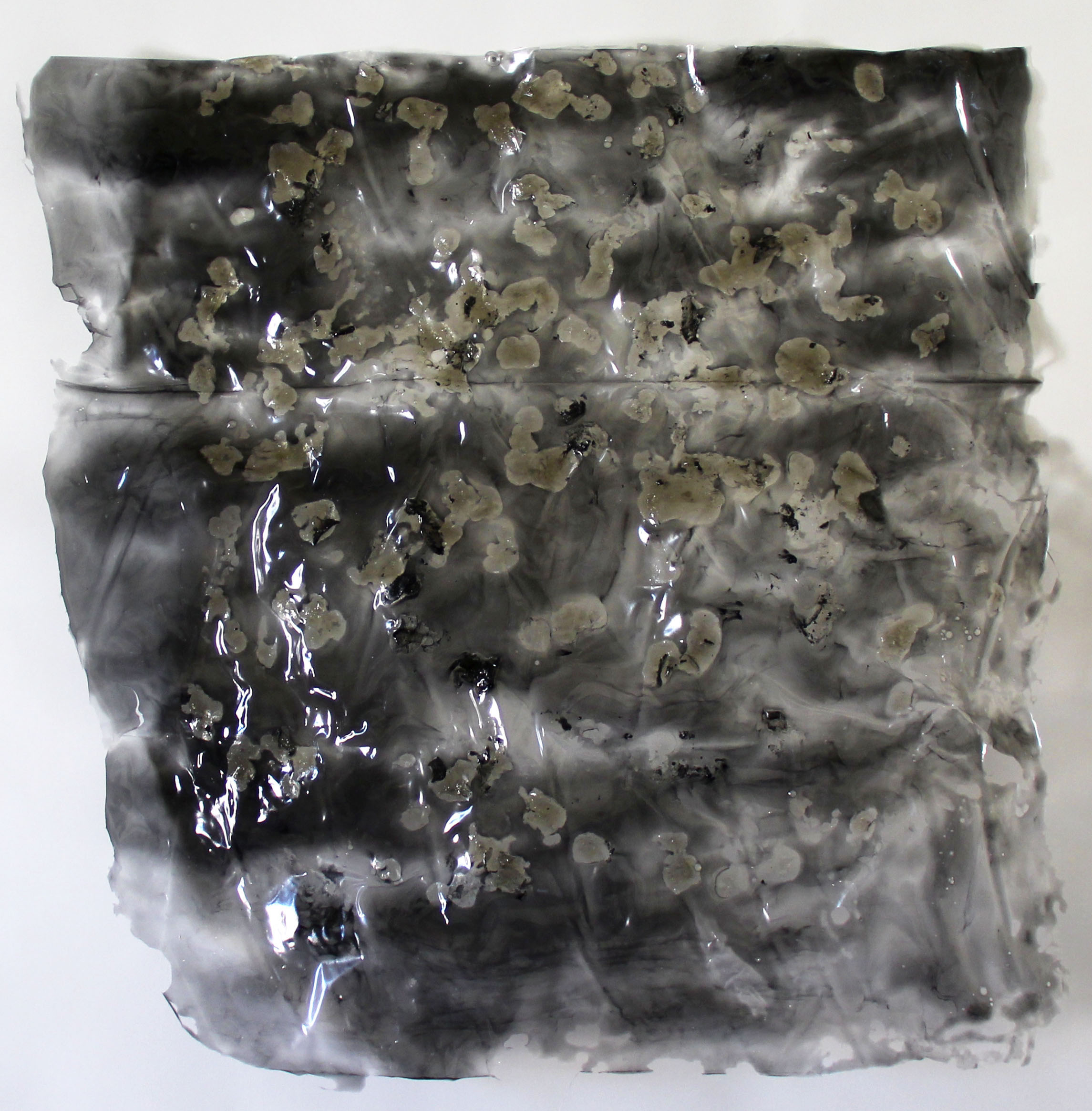 thin2 2014 gelatin, charcoal 22 x 21.5 inches