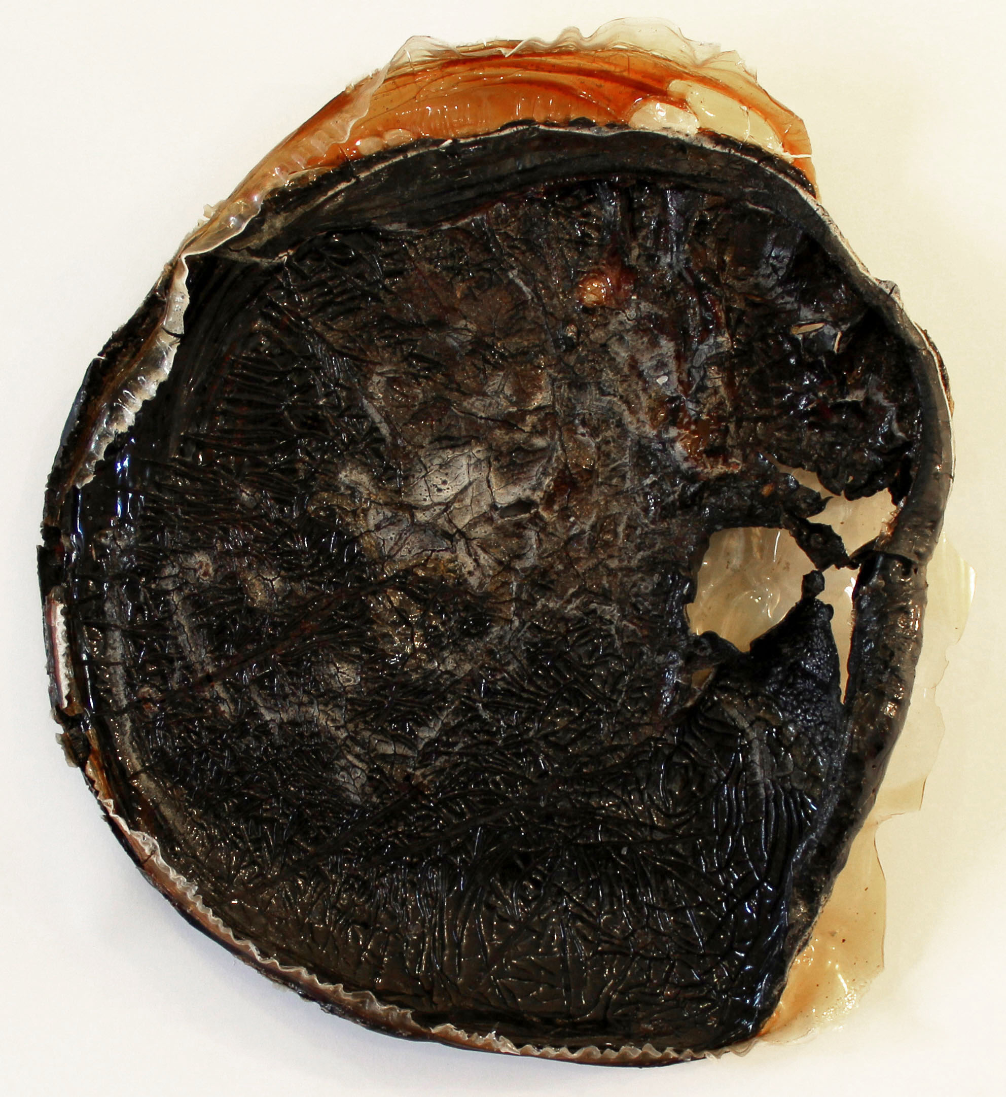 thick2 2014 gelatin, paprika, hibiscus 13 inches diameter