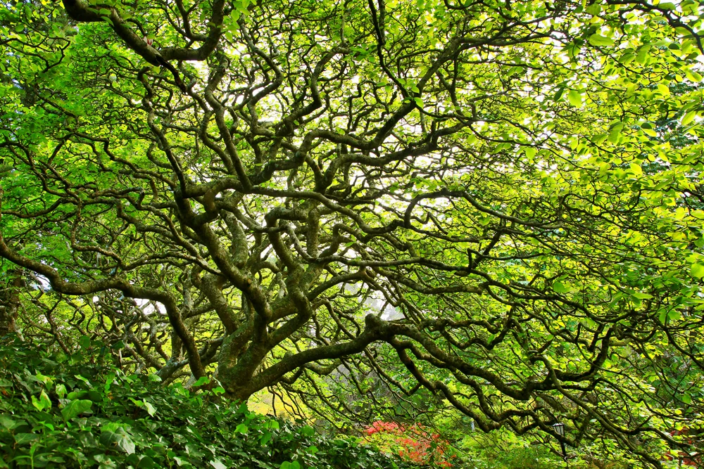 wellingtontree2-web.jpg