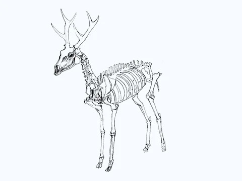 American Museum of Natural History