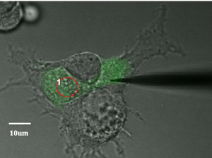 Intracellular Injection