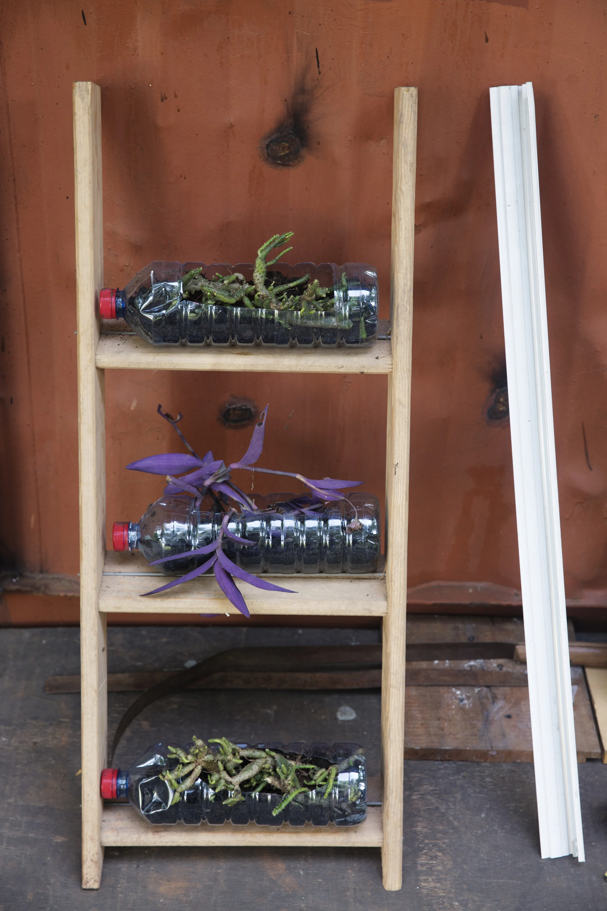 A few of the upcycled water bottles/plants. 