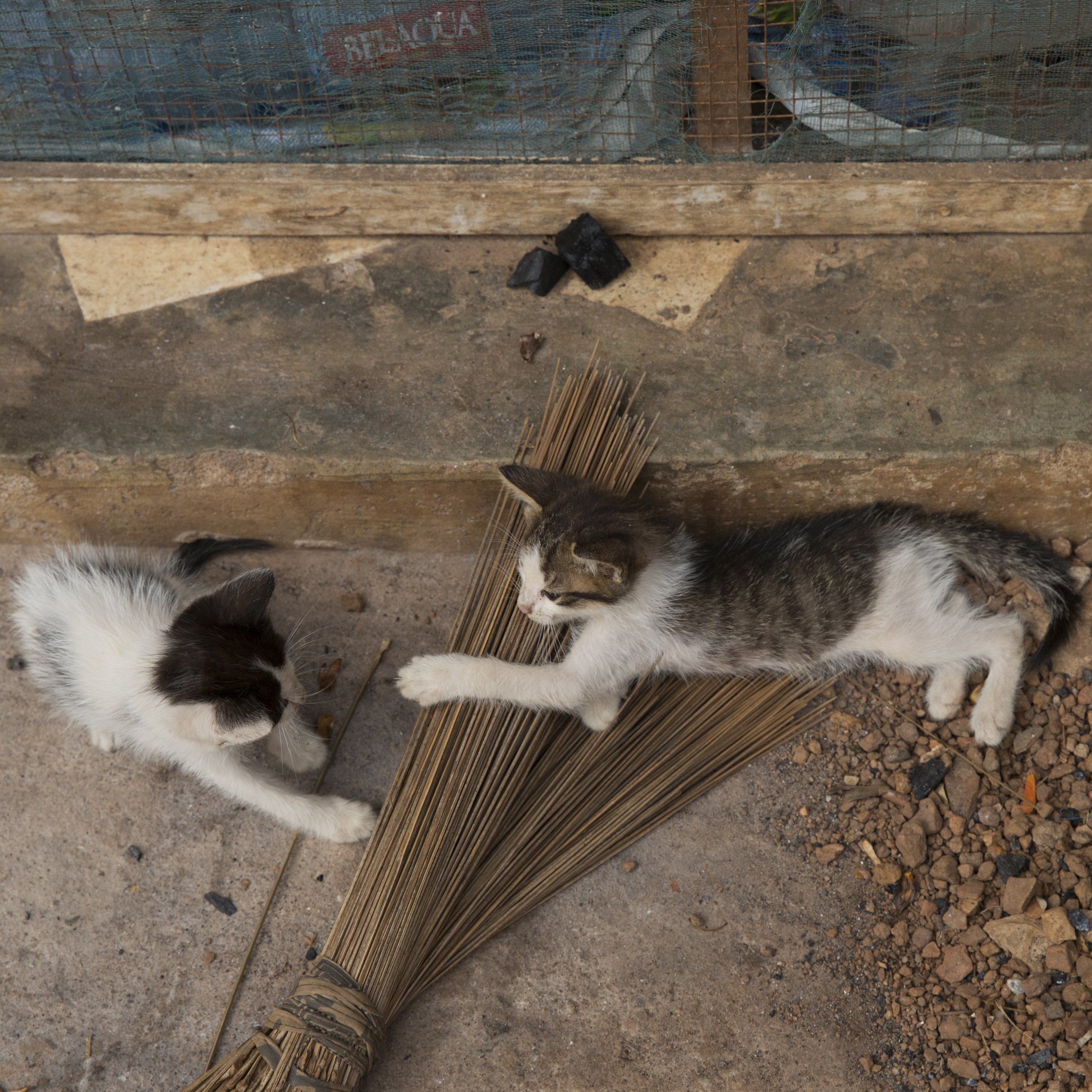Some cute baby kittens we saw along our way! 