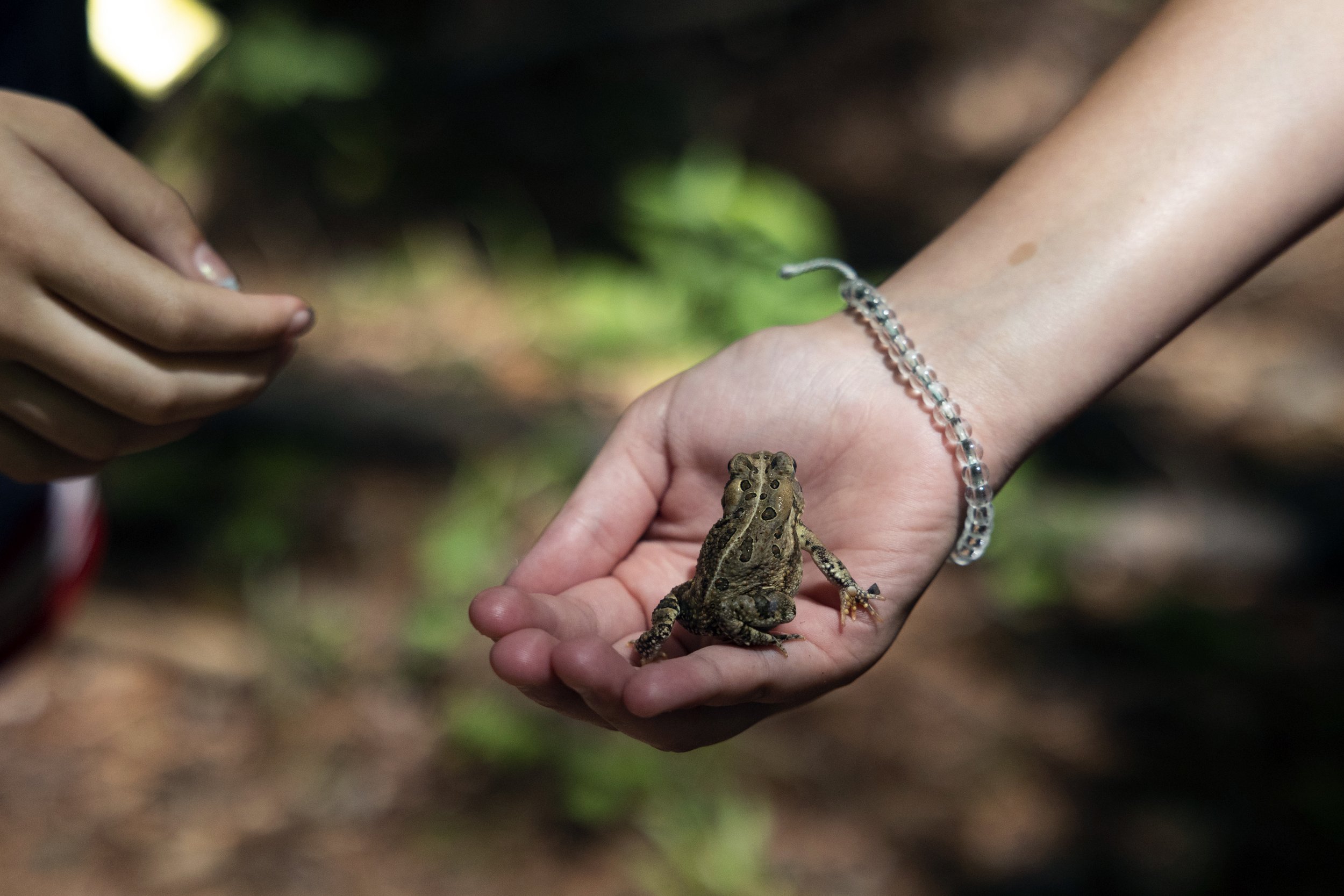 Cash (he/him) finds a toad in the woods on June 17, 2022. 