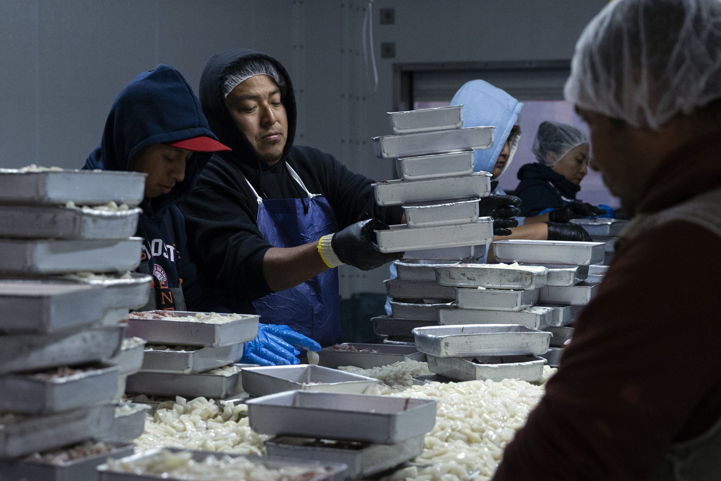  Employees pack trays of squid. 