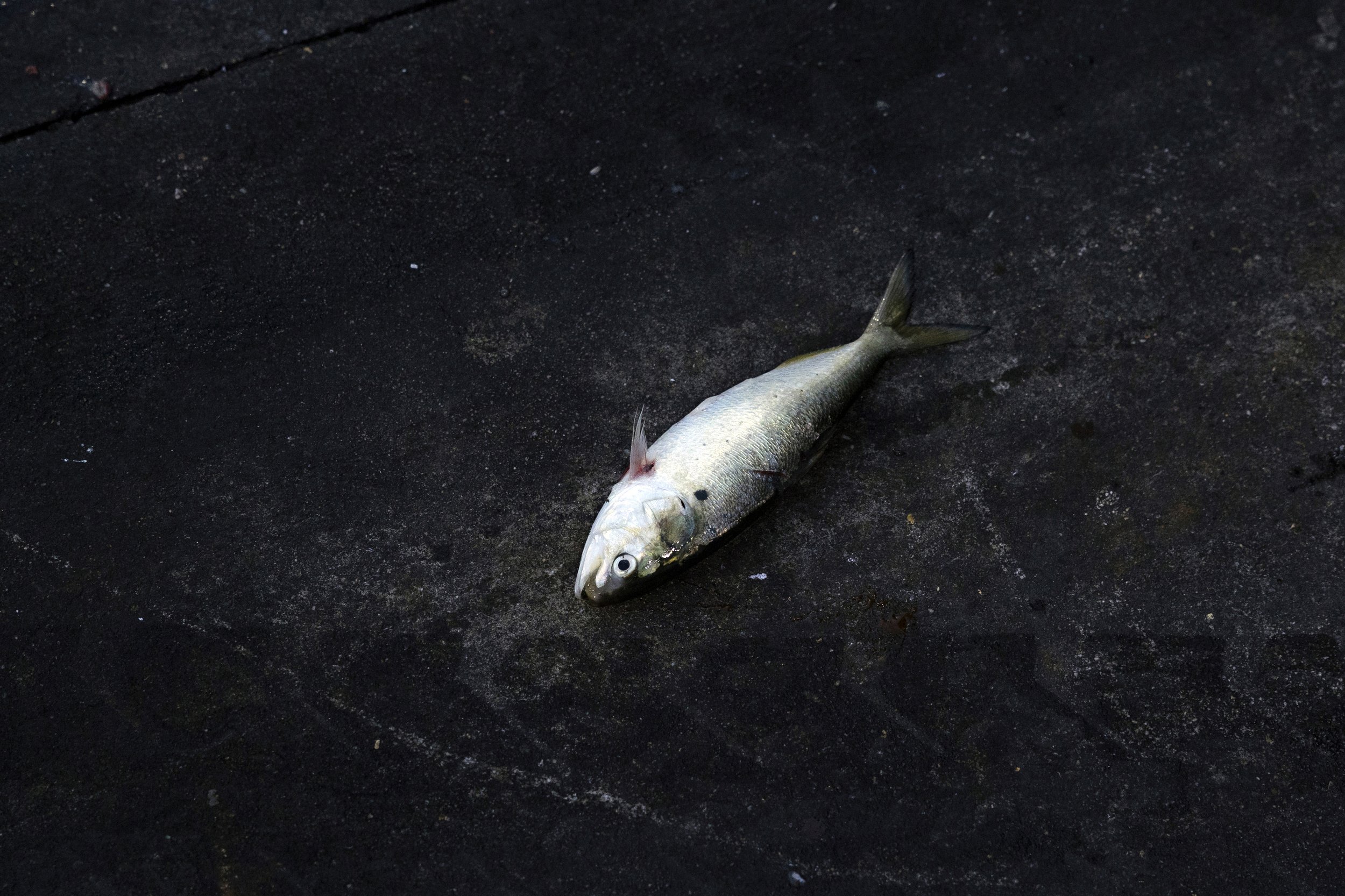  A fish lays on the dock at Lund’s Fisheries. 