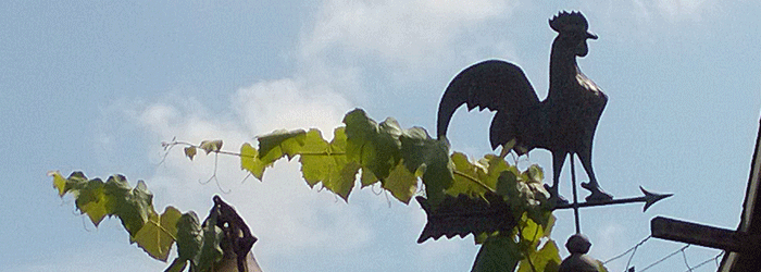 NLCampbell_BlogBanner_FamilyFarm.gif