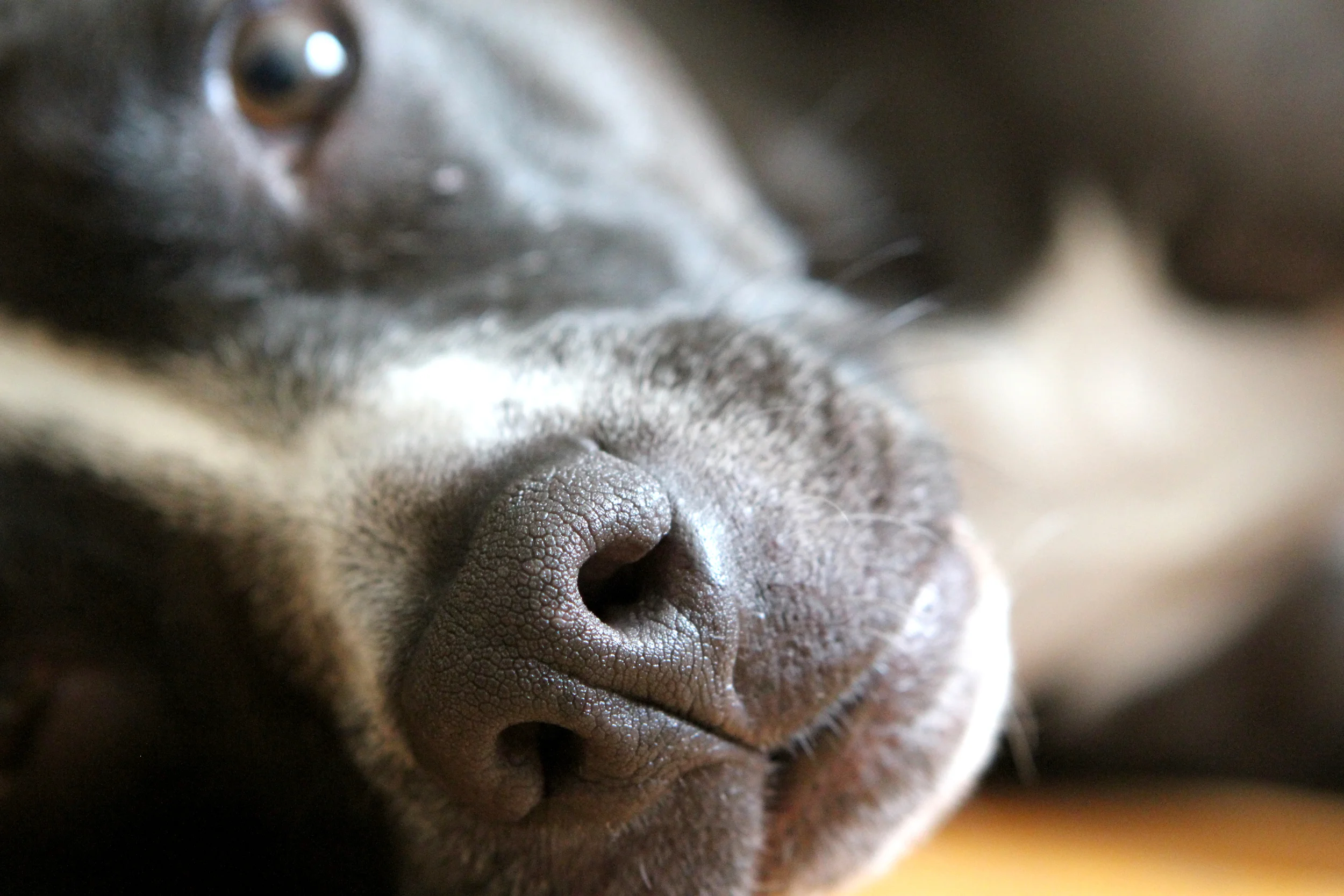 Who_nose_Penny.JPG