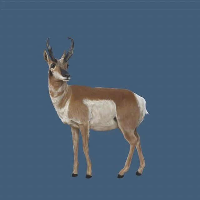 pronghorn Medium.jpeg