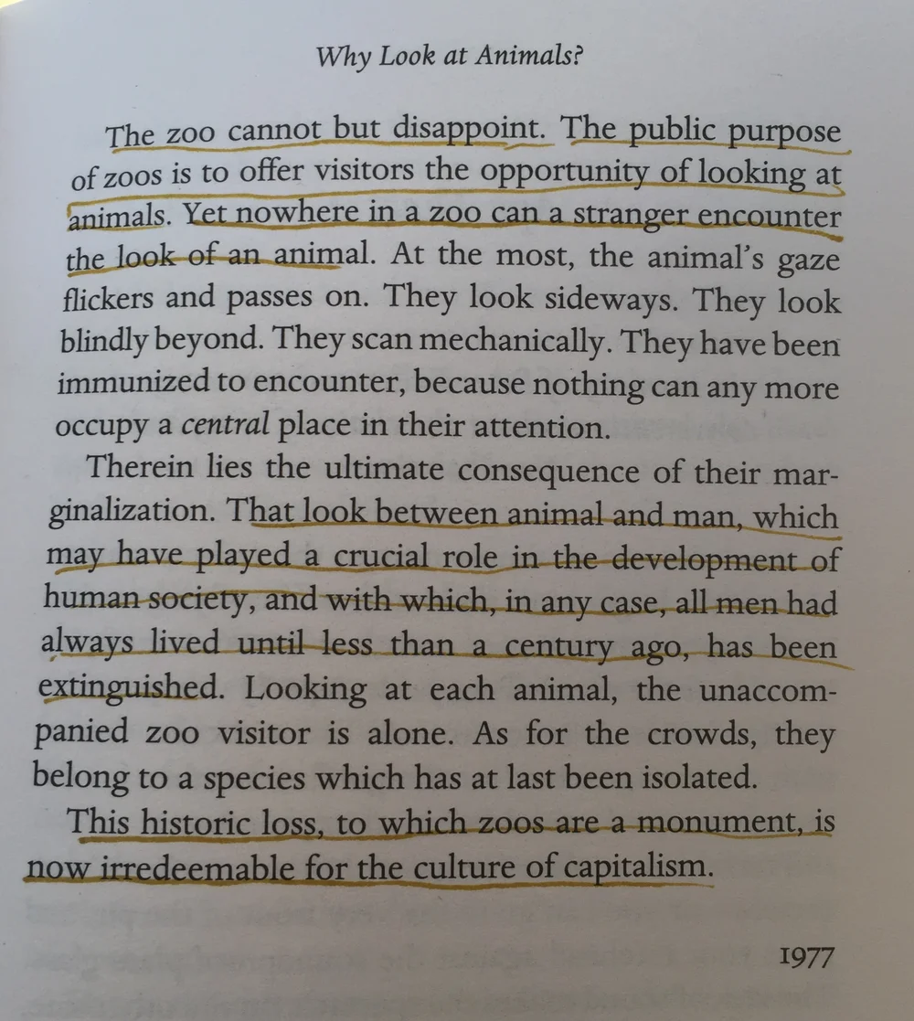 John Berger's "Why Look at Animals?" — KELLIE BORNHOFT