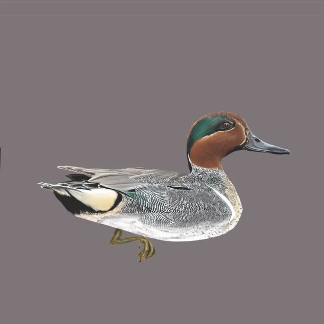 greenwingedteal Medium.jpeg