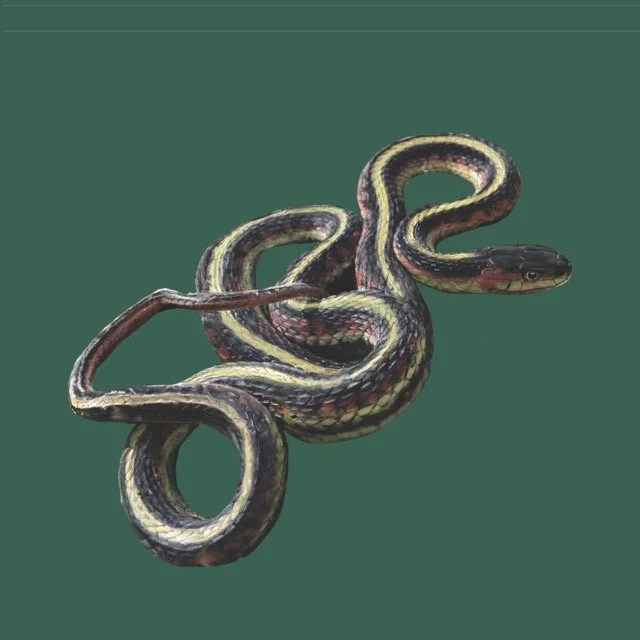 valleygartersnake Medium.jpeg