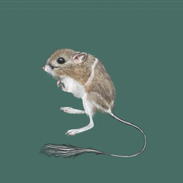 ordskangaroorat Medium.jpeg