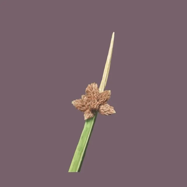 alkalibulrush Medium.jpeg