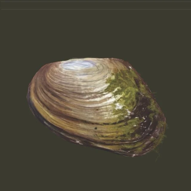 wingedfloater Medium.jpeg