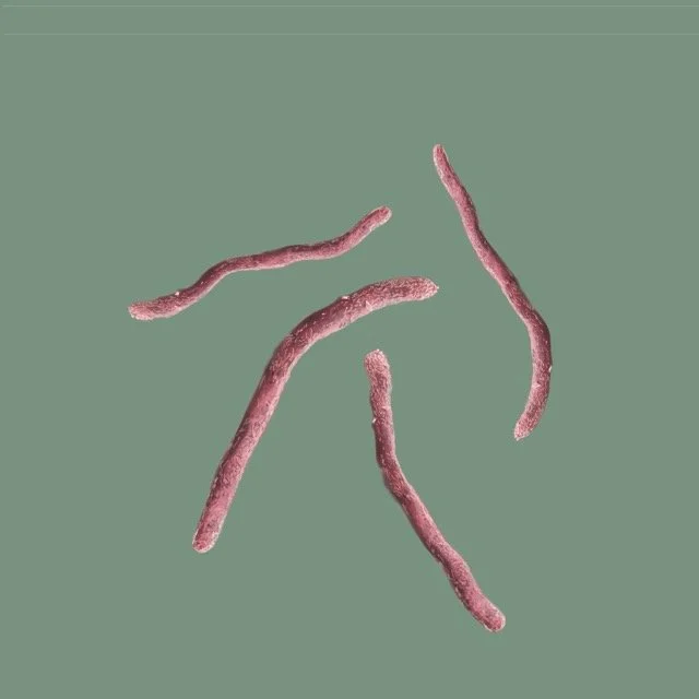salinibacter ruber Medium.jpeg
