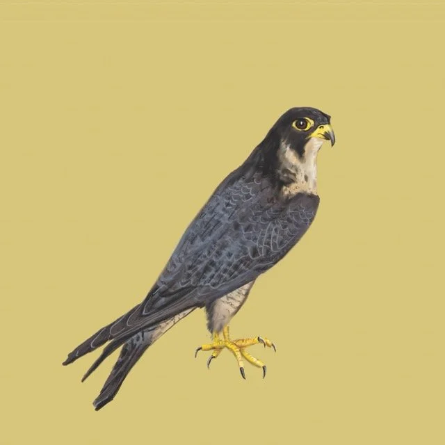 peregrinefalcon Medium.jpeg