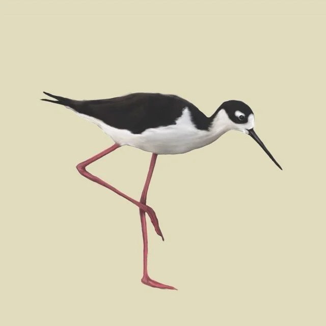 blackneckedstilt Medium.jpeg