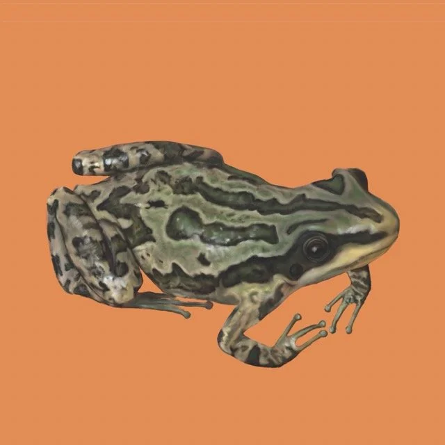 westernchorusfrog Medium.jpeg