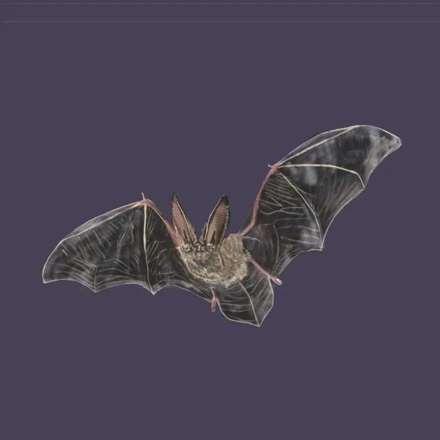 townsendbigearedbat Medium.jpeg
