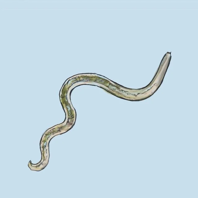 nematode Medium.jpeg