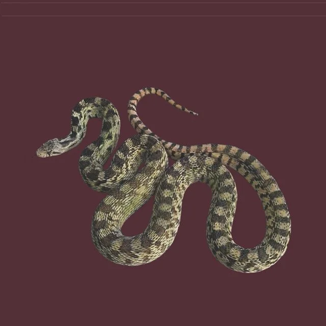 greatbasingophersnake Medium.jpeg