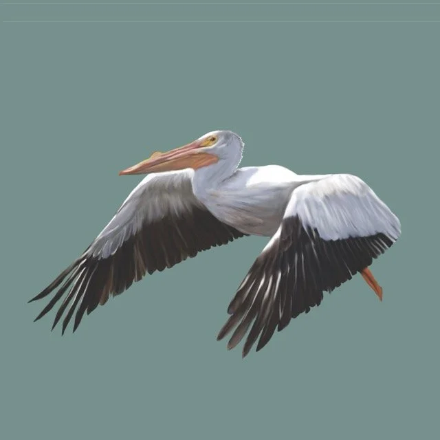 pelican Medium.jpeg