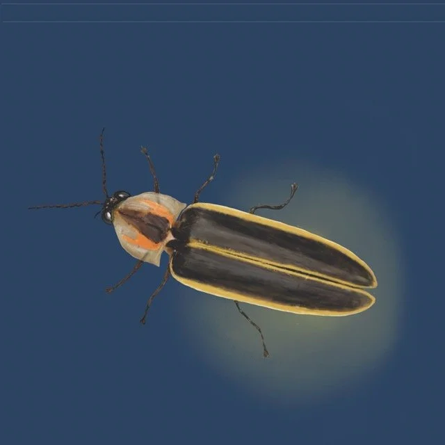 marshflickerfly Medium.jpeg