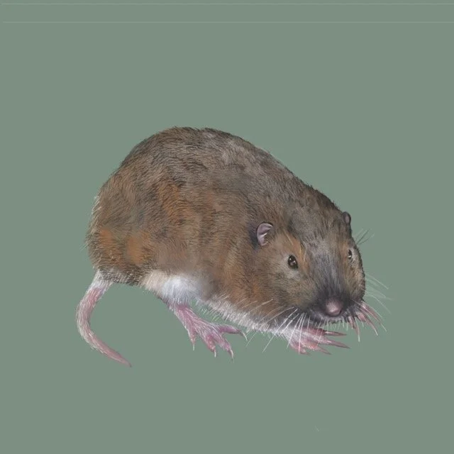 bottaspocketgopher Medium.jpeg
