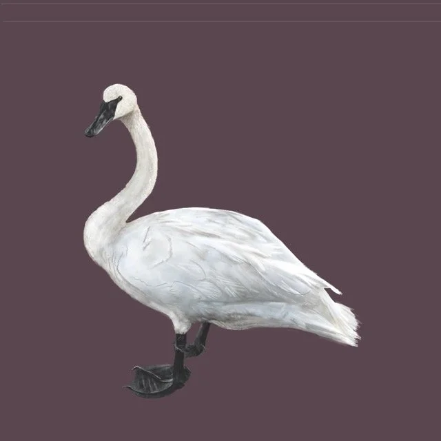 tundraswan Medium.jpeg