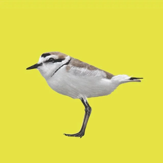 snowyplover Medium.jpeg