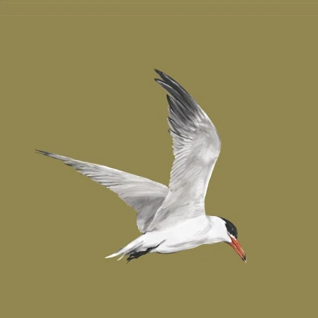 caspiantern Medium.jpeg