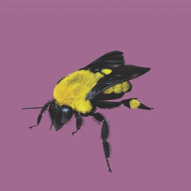 morrisonsbee Medium.jpeg
