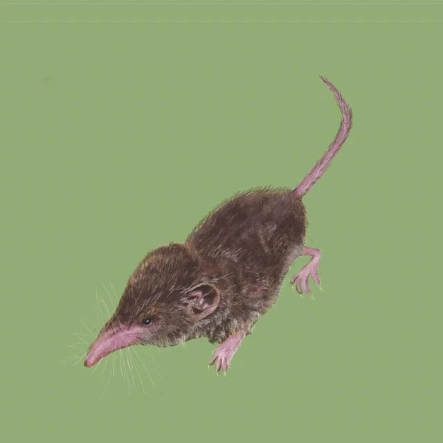 prebleshrew Medium.jpeg