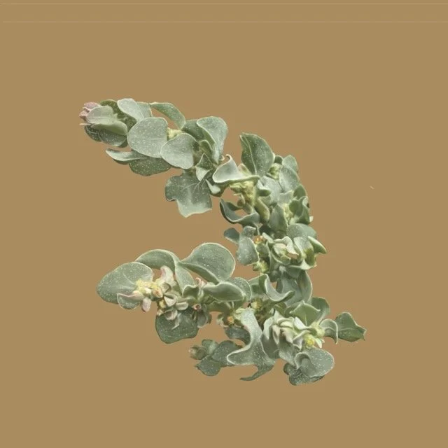 shadscalesaltbush Medium.jpeg