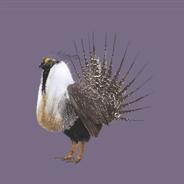 sagegrouse Medium.jpeg