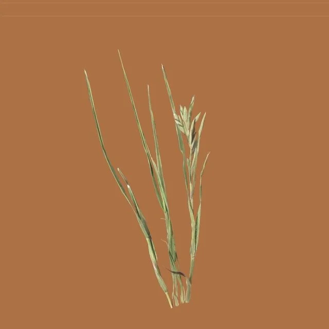 desertsaltgrass Medium.jpeg