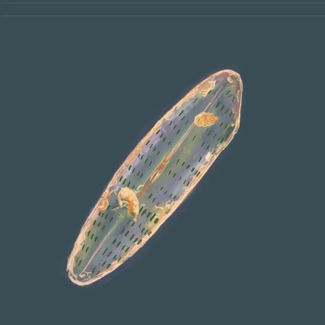 naviculasalinicola Medium.jpeg