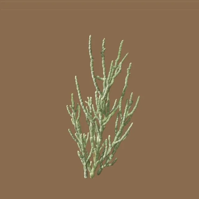 iodinebush Medium.jpeg