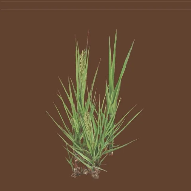 saltgrass Medium.jpeg