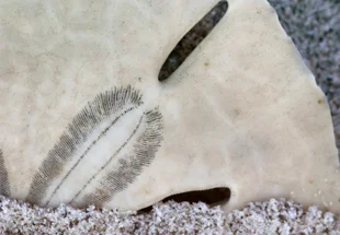 sanddollar.jpg