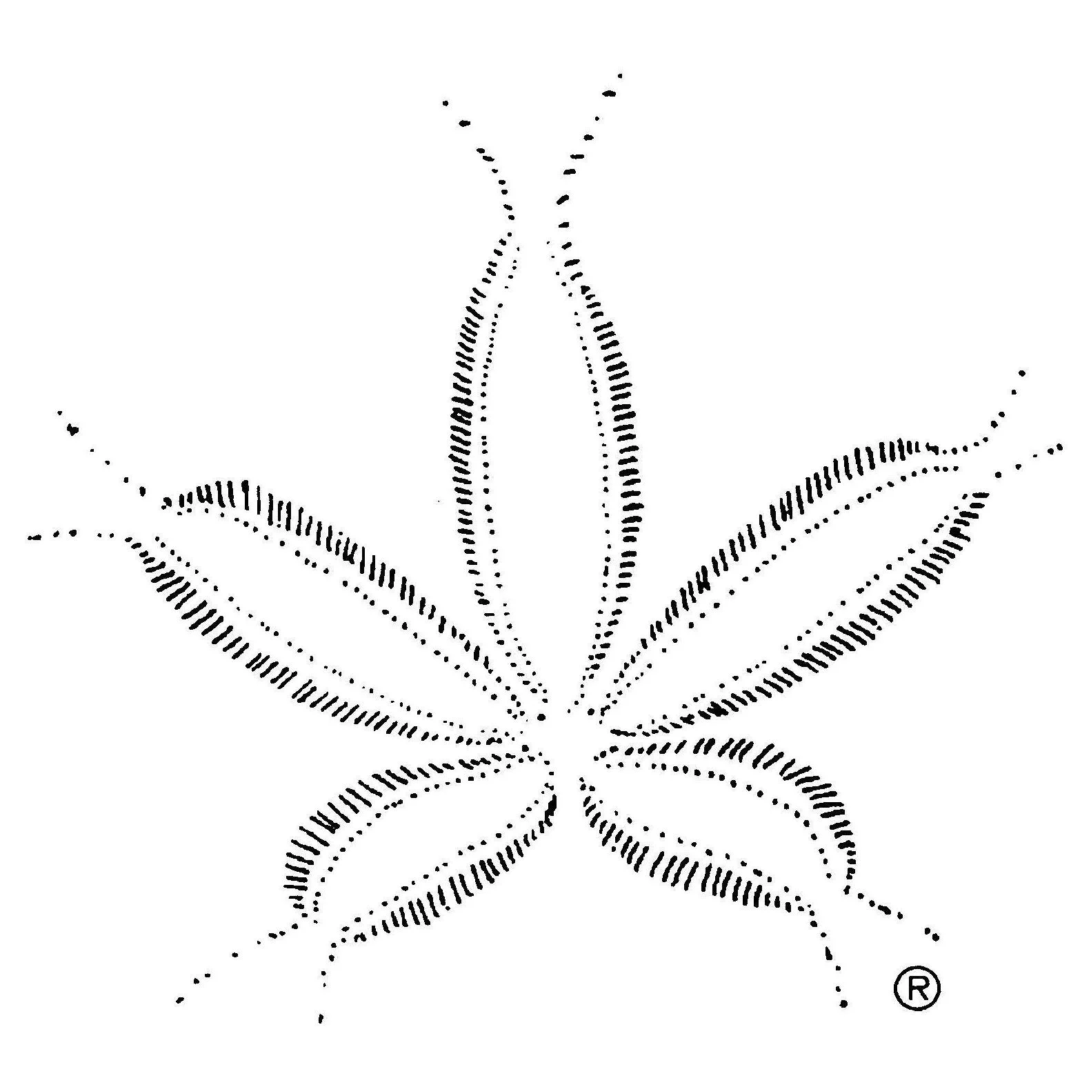 sand dollar.jpg